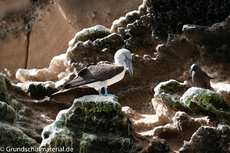 Galapagos-Tiere58.jpg